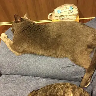 ダメすぎるネコ　　千葉佳香さん