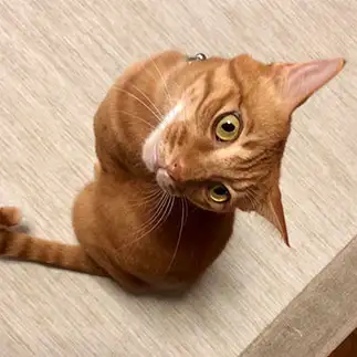 痛ててて！首を捻りすぎるネコ　　みわぶさん