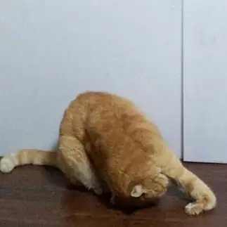 おひかえなすってすぎるネコ　　ほっしーさん