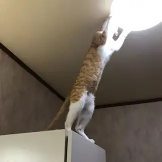 電気工事も出来るかも？すぎるネコ　　ロックさん