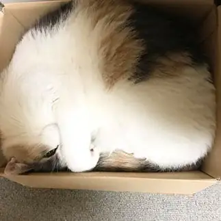 収まりすぎるネコすぎるネコ　　kazさん