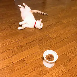 食欲よりも、怠けたい気持ちが強すぎるネコ　　まっつんさん