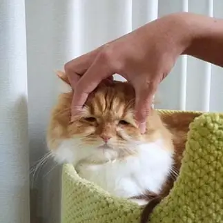 ぴぇんすぎるネコ　　ミズさん