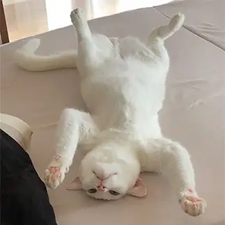 干物すぎるネコ　　しろくろ(=^x^=)さん