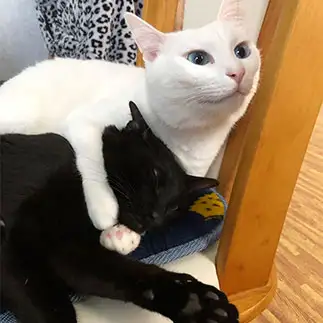 プロレスすぎるネコ　　しろくろ(=^x^=)さん
