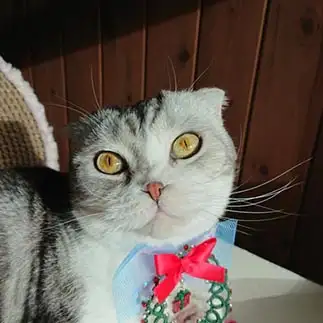 ワニ目すぎるネコ　　あるとははさん