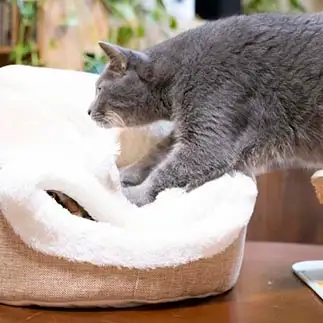 無慈悲すぎるネコ　　ゆずなつさん