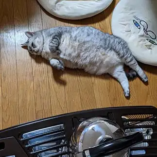 ぐーたらすぎるネコ　　林いつこさん