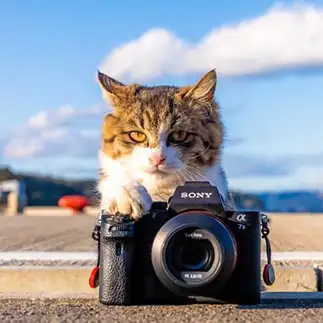 猫写真家すぎるネコ　　小野一俊さん