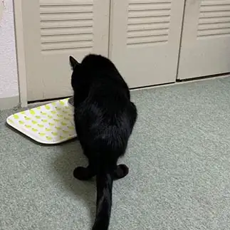 後ろ姿がオットセイすぎるネコ　　Mayu＊さん