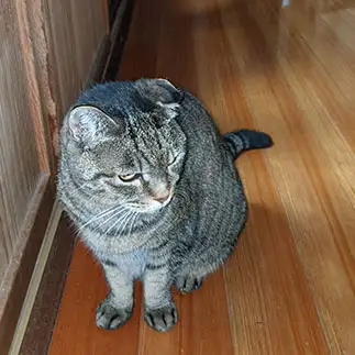 いじめられすぎるネコ　　林いつこさん