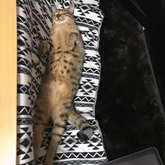 胴長小顔すぎるネコ　　ショアたんさん