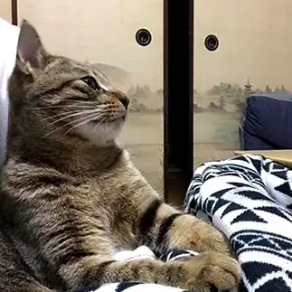 人間の生活を満喫しすぎるネコ　　ショアたんさん