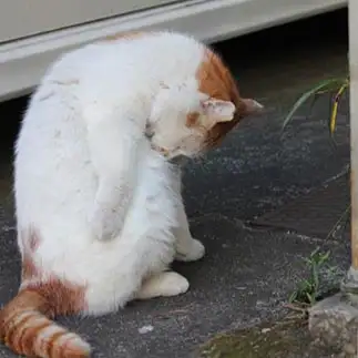 落ち込み方が激しすぎるネコ　　紫苑さん