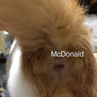 McDonaldすぎるネコ　　三瓶千絵さん