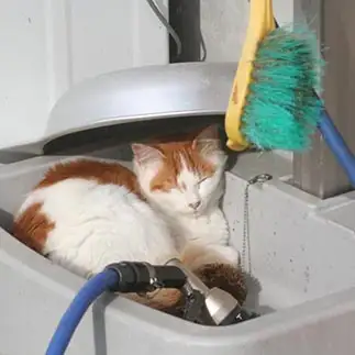 外水道周りの掃除準備がカンペキすぎるネコ　　おいにゃんさん