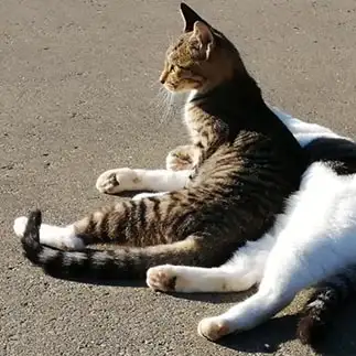 親をソファーにしすぎるネコ　　おいにゃんさん