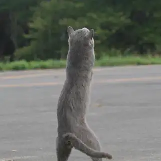 1ニョッキ！すぎるネコ　　おいにゃんさん
