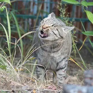 草を食すれど苦ぎゃすぎるネコ　　黒猫カレンさん