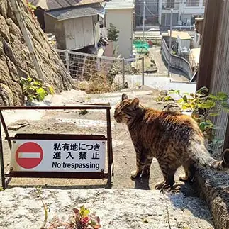 この先に行こうか迷いすすぎるネコ　　t.takaharuさん