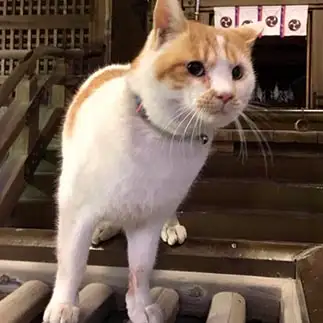賽銭泥棒を企てるもなかなか実行に移せなさすぎるネコ　　ちょこシューさん