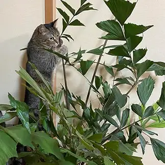コアラすぎるネコ　　ゆずなつさん