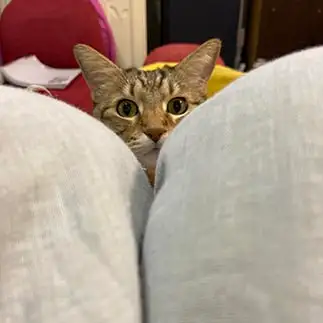 ひょっこりはんすぎるネコ　　KABOちゃんさん