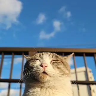 守りたいこの笑顔すぎるネコ　　ぴさん