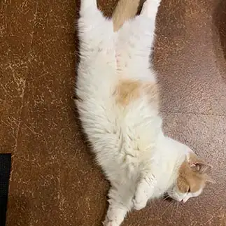開脚伸身一回ひねりすぎるネコ　　ぽんちゃんさん