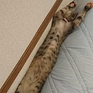 真っ直ぐすぎるネコ　　クロサラさん