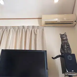 テレビを守る狛猫の図すぎるネコ　　ちーくーさん