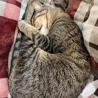 飛び込みの選手すぎるネコ　　むゆきさん