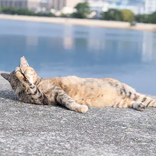 ごめんごめんしすぎるネコ　　ゆずなつさん
