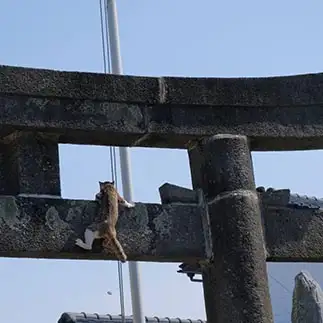 おりるの苦手なのに高い所に登りすぎるネコ　　ねずさん