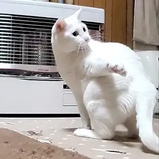 『ねぇ！紙持って来て！』すぎるネコ　　yamawaiisoraさん