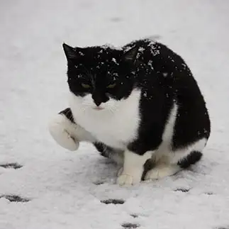 手が冷たいアピールがすぎるネコ　　おいにゃんさん