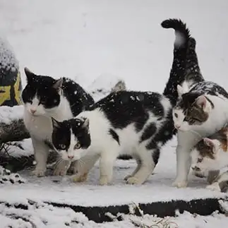積雪に盛り上がりすぎるネコ　　おいにゃんさん