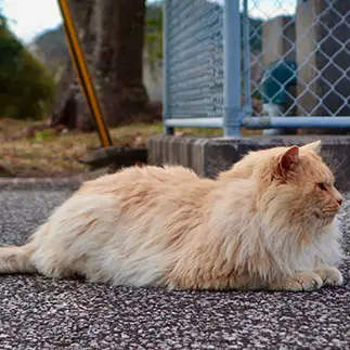 百獣の王感醸し出しすぎる猫すぎるネコ　　こめさん