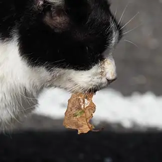 逞しすぎるネコ　　黒猫カレンさん