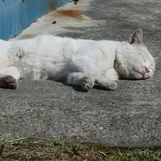 昼寝の気持ちよさをお腹で体現すぎるネコ　　ねこまんじゅうさん