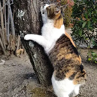 猫相撲を意識しすぎるネコ　　t.takaharuさん