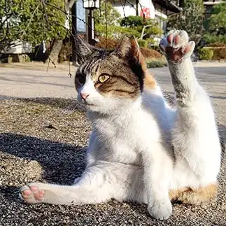 庭に綺麗な花肉球を咲かせすぎるネコ　　t.takaharuさん