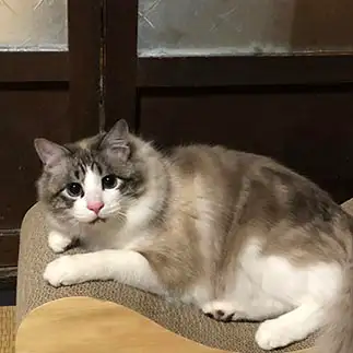 すっぽりすぎるネコ　　くり母さん