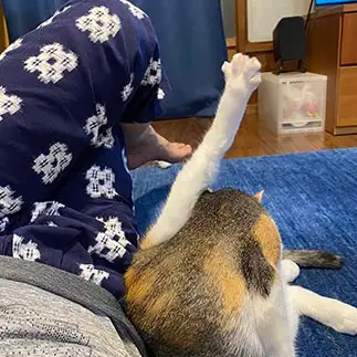 毛繕い必死すぎるネコ　　カグーさん