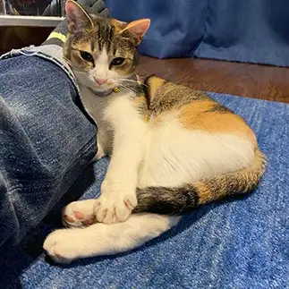 グラビアすぎるネコ　　カグーさん