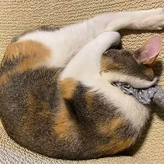 高飛び込みすぎるネコ　　カグーさん