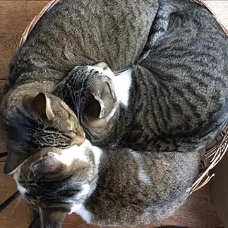 密すぎるネコ　　えなさん