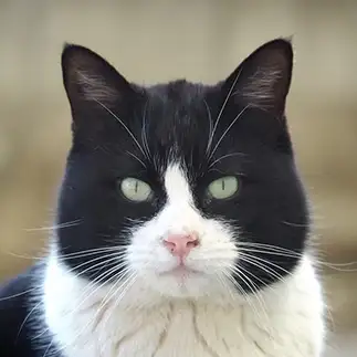 おにぎりすぎるネコ　　黒猫カレンさん