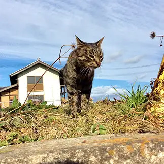 家に入れないほど大きすぎるネコ　　トラのハナさん