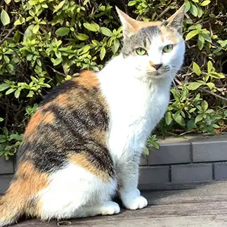 キメ顔すぎるネコ　　ゆかっぺさん